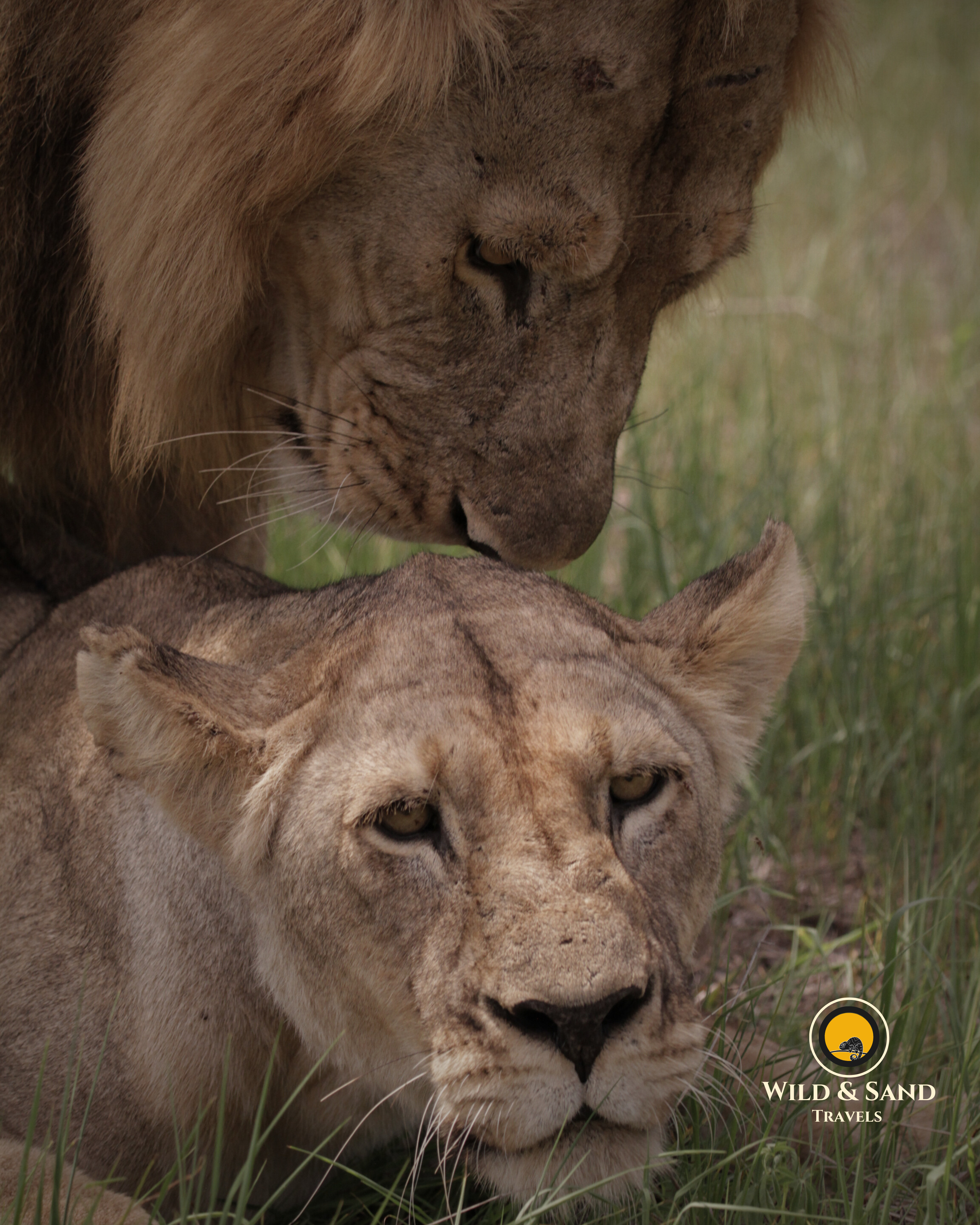 Wildlife & Cultural Deep Safari